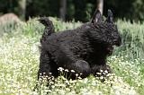 BOUVIER DES FLANDRES 022